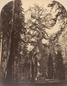 The Grisly Giant, Mariposa Grove, Yosemite, 1861. Creator: Carleton Emmons Watkins.