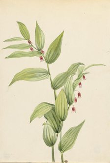 Pink Twisted Stalk (Streptopus curvipes), 1913. Creator: Mary Vaux Walcott.