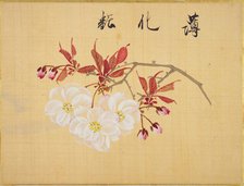 From the Sketch Book of Sakura (Cherry Blossoms), Between 1830 and 1853. Creator: Sakamoto, Konen (1800-1853).