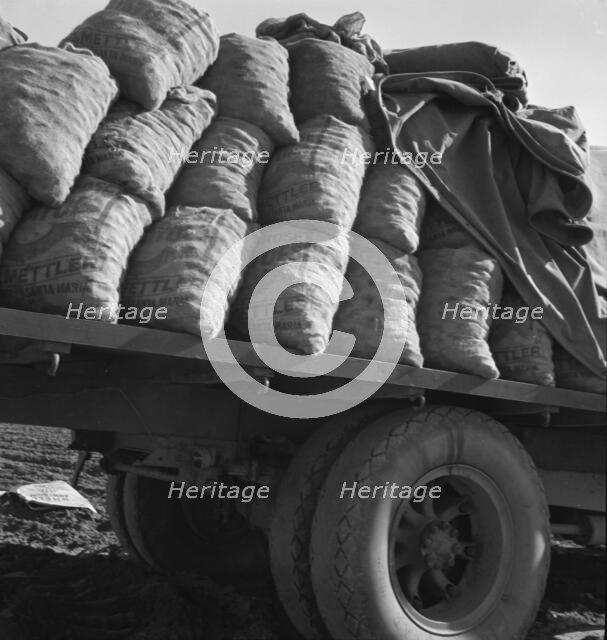 Truck loaded with potato seed, Kern County, California, 1939. Creator: Dorothea Lange.