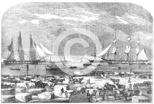 Embarkation of Cattle, at Trieste for the Auxiliary Army in the East, 1854. Creator: Unknown.
