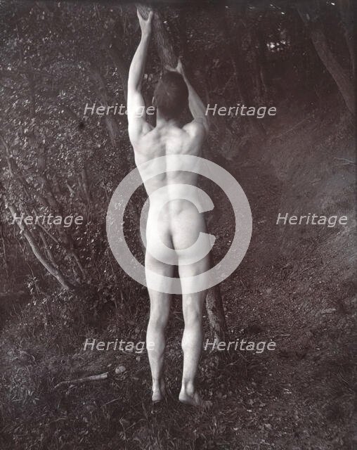 A man posing naked, with his back to the camera, holding on to a branch of a tree, c1900. Creator: Unknown.