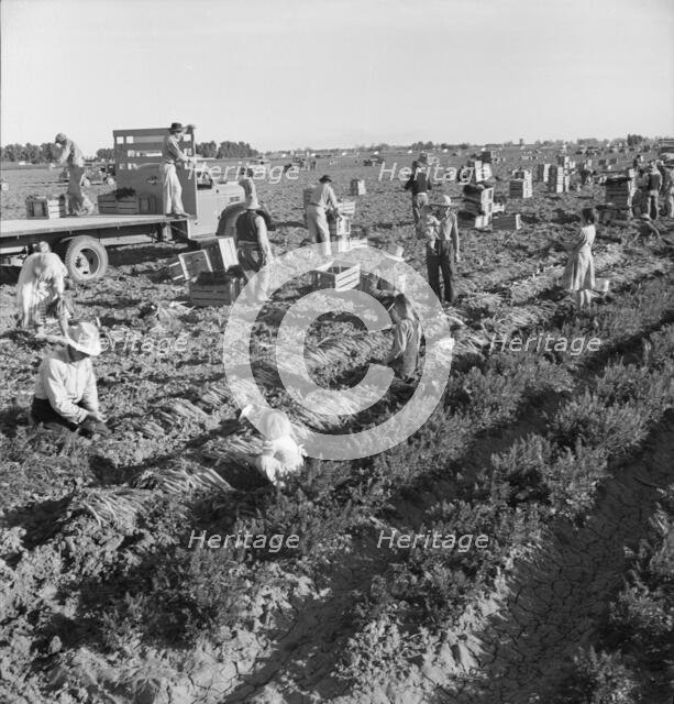 Large scale agriculture, near Meloland, Imperial Valley, 1939. Creator: Dorothea Lange.