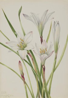 Atamasco-Lily (Atamosco atamasco), 1925. Creator: Mary Vaux Walcott.