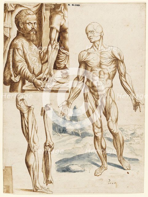 Écorché with Portrait of Andreas Vesalius (1514-1564), 1545.