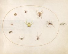 Plate 41: Yellow Spider Surrounded by Eight Spiders, c. 1575/1580. Creator: Joris Hoefnagel.