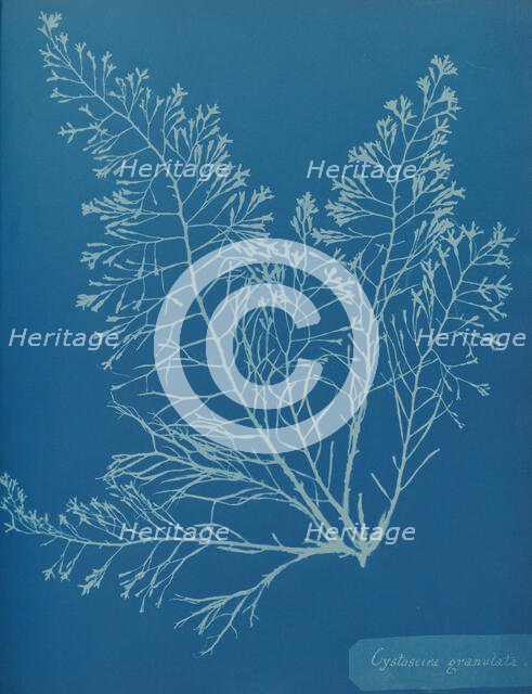 Cystoseira granulata, ca. 1853. Creator: Anna Atkins.