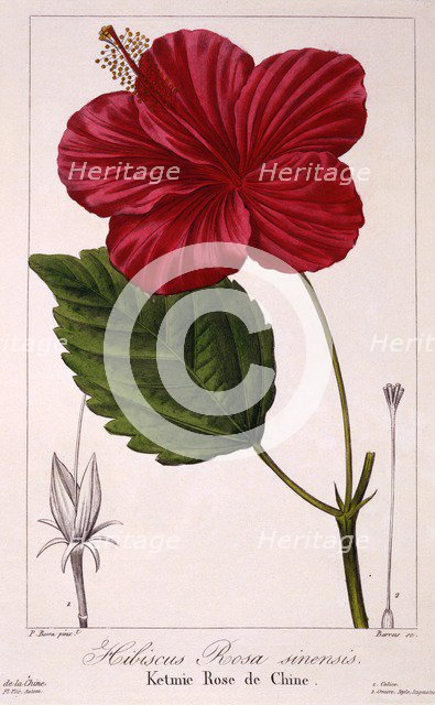 Hibiscus: H. rosa-sinensis,  pub. 1836. Creator: Panacre Bessa (1772-1846).