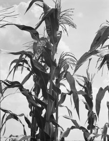 Corn, Washington County, Mississippi, 1937. Creator: Dorothea Lange.