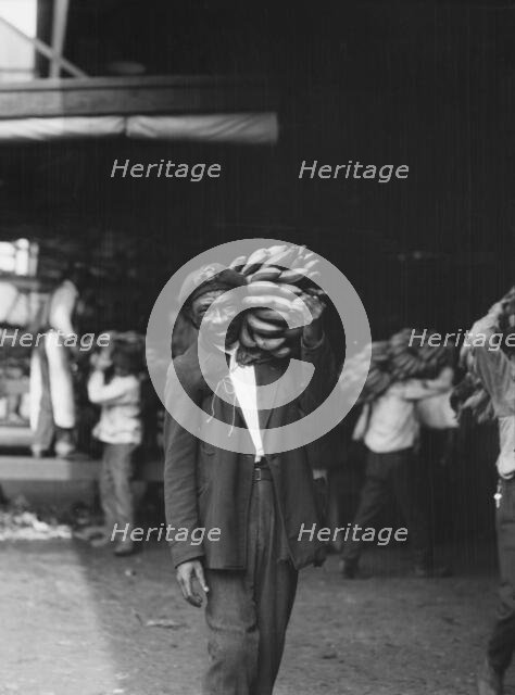 Unloading bananas, New Orleans, between 1920 and 1926. Creator: Arnold Genthe.