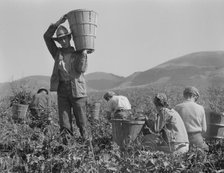 Pea harvest, family at work, Nipomo, California, 1937. Creator: Dorothea Lange.