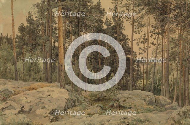 A pine tree near the lake shore, 1857. Creator: Werner Holmberg.