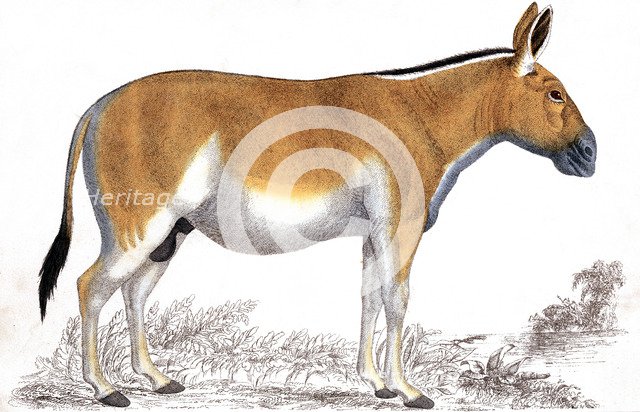 Engraving of a Quagga, c1860. Artist: Unknown