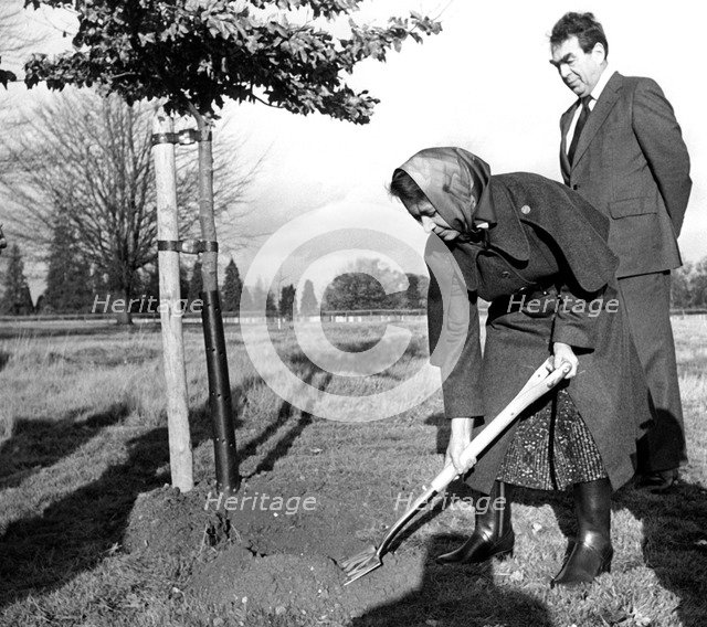 Princess Margaret (1930-2002) planting an oak tree in Windsor Great Park, London, 1977. Artist: Unknown