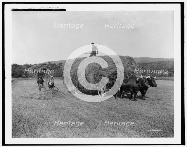 Haying on the meadows, Northfield, Mass., between 1900 and 1906. Creator: Unknown.