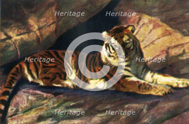 Siberian tiger, c1928. Creator: Unknown.