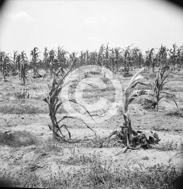 Drying up corn near Eutaw, Alabama, 1936. Creator: Dorothea Lange.