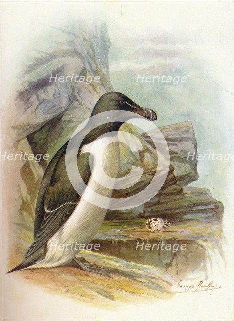 'Razorbill - Al'ca tor'da', c1910, (1910). Artist: George James Rankin.