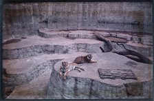 Whipsnade Zoo, Whipsnade, Central Bedfordshire, 1930-1939. Creator: Eric Maybank.