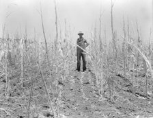 Corn, drought-stricken and eaten off by grasshoppers. Near Russelville, Arkansas, 1936. Creator: Dorothea Lange.