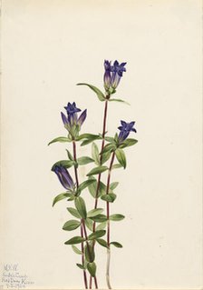 Riverbank Gentian (Gentiana affinis), 1924. Creator: Mary Vaux Walcott.