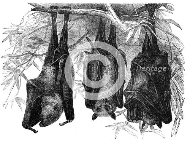 Flying Foxes in the Gardens of the Zoological Society, Regent's-Park, 1856.  Creator: Pearson.