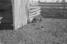 Pig in a sharecropper's yard, Hale County, Alabama, 1936. Creator: Walker Evans.