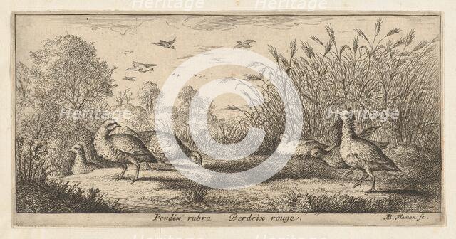 Perdix rubra, Perdix rouge (The Red-Legged Partridge): Livre d'Oyseaux (Book of Birds..., 1655-1660. Creator: albert flamen.