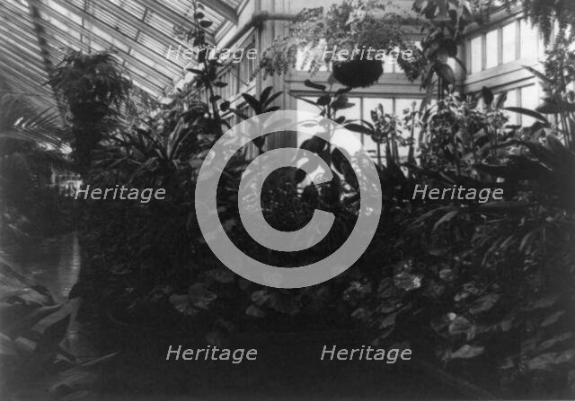 Conservatory of White House, between 1889 and 1906. Creator: Frances Benjamin Johnston.