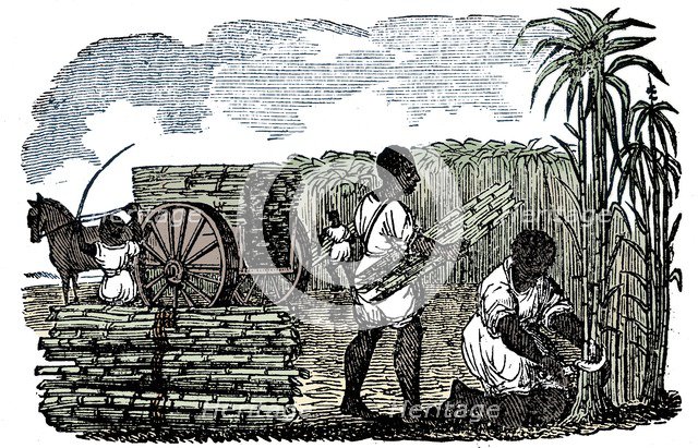 Slaves harvesting sugar cane in Louisiana, 1833. Artist: Unknown.