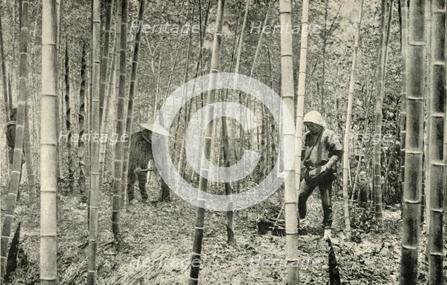 'A Bamboo Grove', 1891. Creator: Unknown.