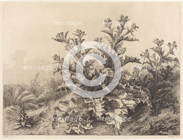 Large Thistle, 1843. Creator: Eugene Blery.