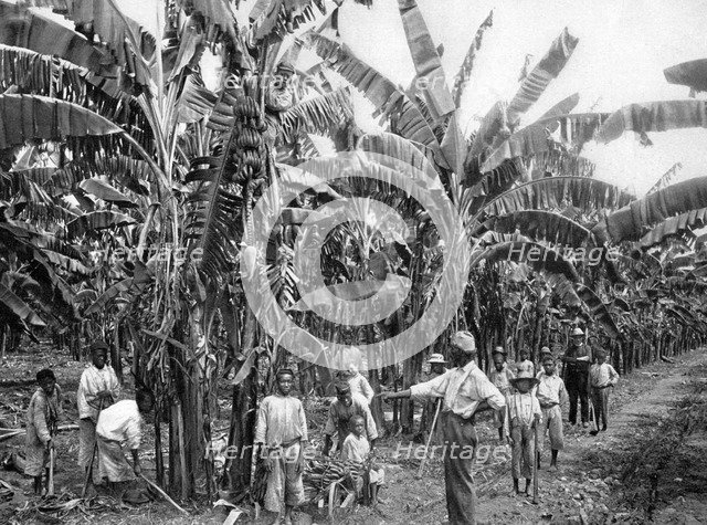 Banana plantation, Jamaica, c1905.Artist: Adolphe Duperly & Son