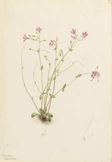 Naiad Spring Beauty (Claytonia parvifolia), 1905. Creator: Mary Vaux Walcott.