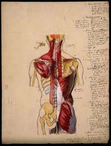 Dissection of the trunk: back view, showing the bones and muscles, with a detail..., 1800-1899. Creator: Unknown.