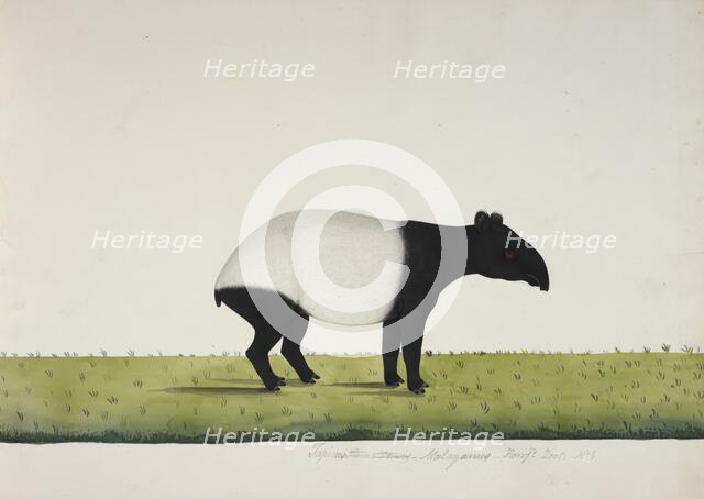 The tapir sent from Bengkulu to Calcutta in 1816, 1818-20. Creator: Anon.