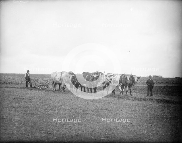 Farm labourers and oxen ready to plough a field, near Lechlade, Gloucestershire, c1860-c1922. Artist: Henry Taunt