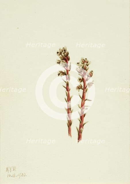 Red Pinesap (Hypopitys lanuginosa), 1920. Creator: Mary Vaux Walcott.