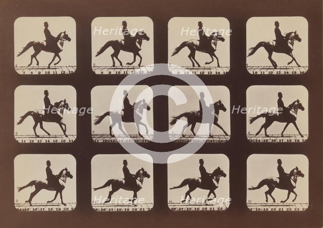 Attitudes of Animals in Motion, 1879, printed 1881. Creator: Eadweard J Muybridge.