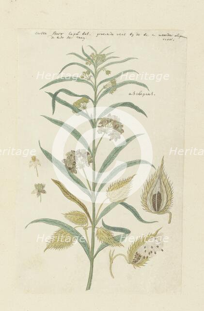 Gomphocarpus fruticosus, formerly Asclepias fruticosa (Tennis-ball milkweed), 1778-1780. Creator: Robert Jacob Gordon.