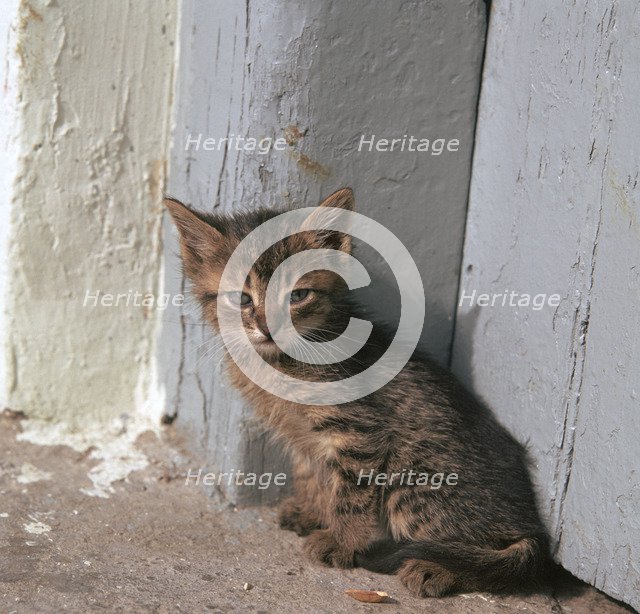 Kitten in Heracleion.