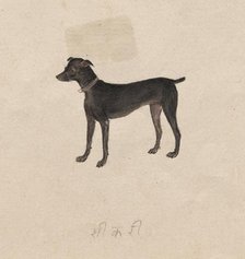 Dog, 1800s. Creator: Unknown.