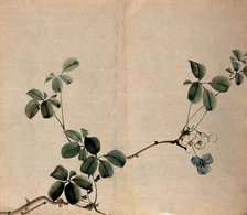 A flowering shrub: woody stem with white flowers. Creator: Unknown.