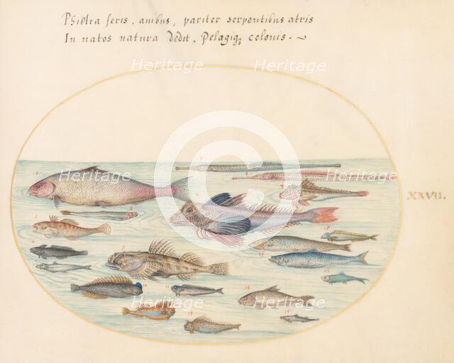 Animalia Aqvatilia et Cochiliata (Aqva): Plate XXVII, c. 1575/1580. Creator: Joris Hoefnagel.