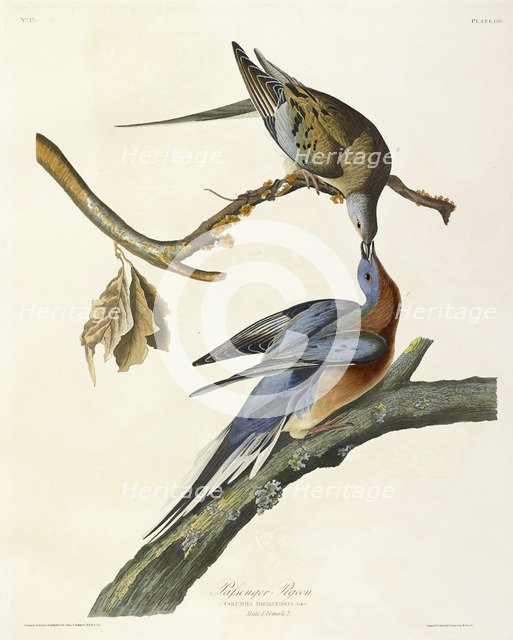 Passenger Pigeon, Columba Migratoria, 1845.