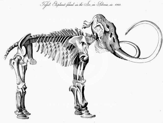 Woolly mammoth (Mammuthus) skeleton, 1830. Artist: Unknown