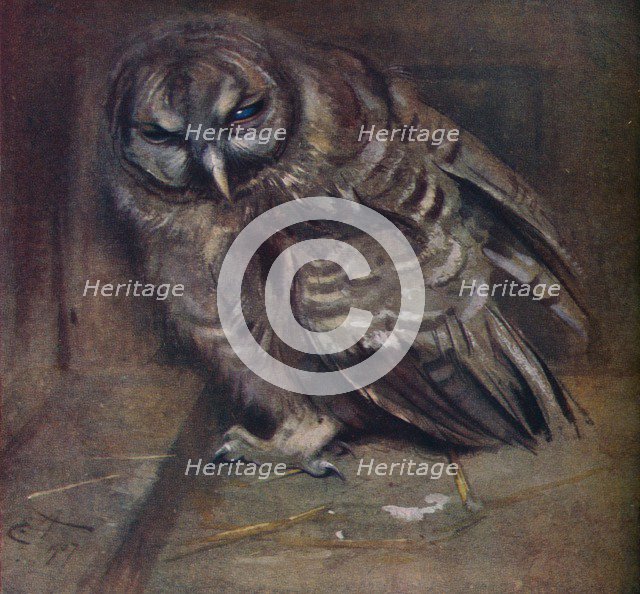 'A Young Brown Owl', 1907. Artist: Edwin John Alexander.