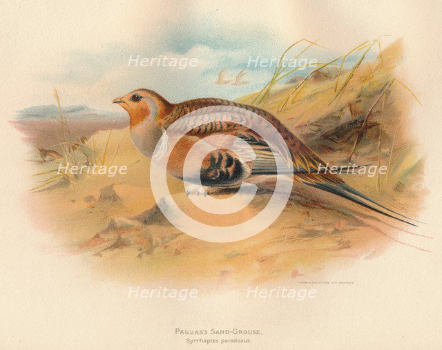 'Pallass Sand-Grouse (Syrrhaptes paradoxus)', 1900, (1900). Artist: Charles Whymper.