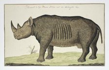 Diceros bicornis (Black Rhinoceros), in or after 1778. Creator: Robert Jacob Gordon.