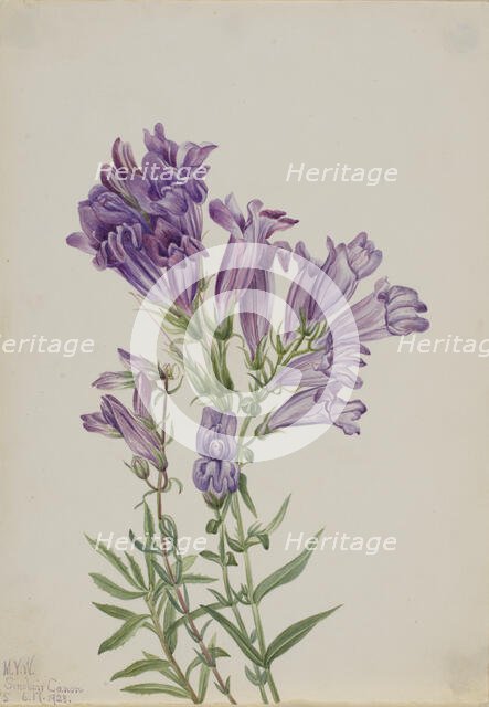 Purple Pentstemon (Pentstemon lyallii), 1923. Creator: Mary Vaux Walcott.
